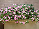 Impatiens Pink